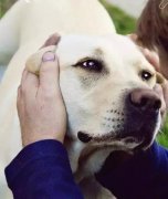 養狗之后才知道，這世界上真有無條件的愛…