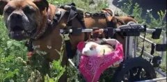動物間沒有真感情？這只狗狗表示不服！