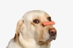 狗狗不愛吃飯的八大原因都在這里了！